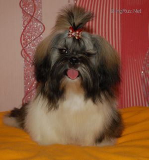 Dog Photo