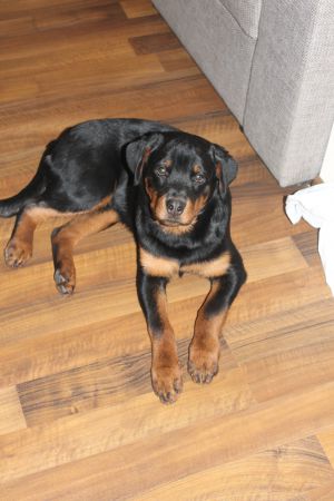 Dog Photo