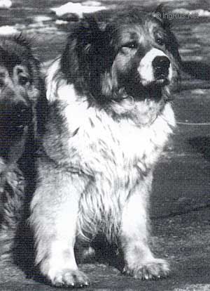 Dog Photo