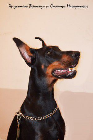 Dog Photo