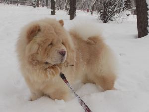 Dog Photo