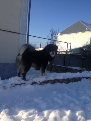Dog Photo
