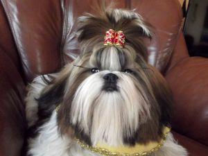 Dog Photo