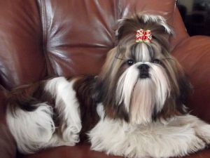Dog Photo