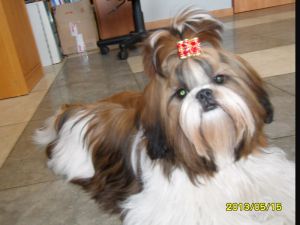 Dog Photo
