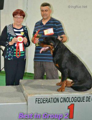 Dog Photo