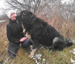 Dog Photo