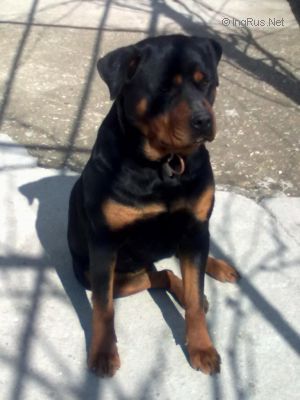 Dog Photo
