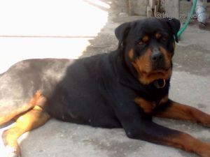 Dog Photo