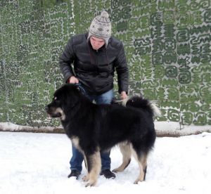 Dog Photo