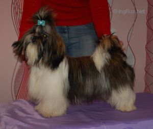Dog Photo