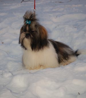 Dog Photo