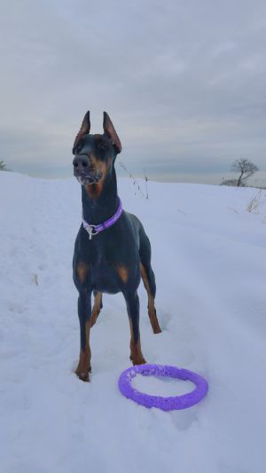 Dog Photo