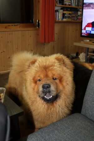 Dog Photo