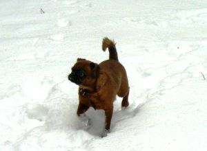 Dog Photo