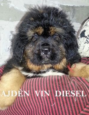 Dog Photo