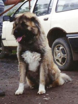 Dog Photo