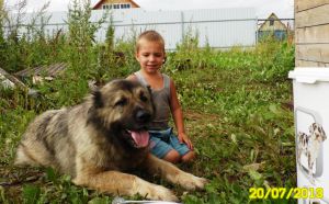 Dog Photo