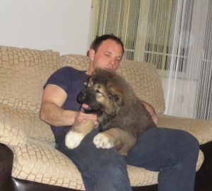 Dog Photo
