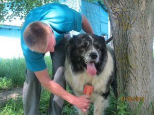 Dog Photo