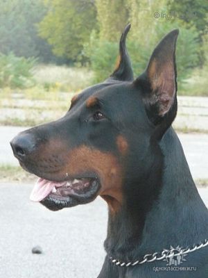Dog Photo