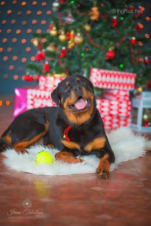 Dog Photo
