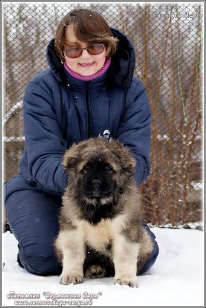 Dog Photo