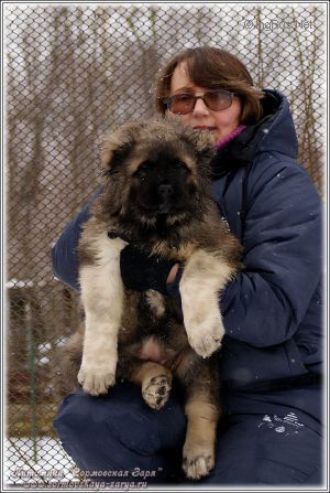 Dog Photo
