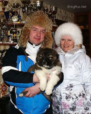 Dog Photo