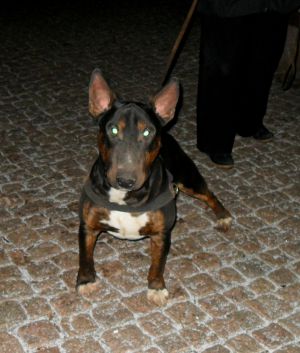 Dog Photo