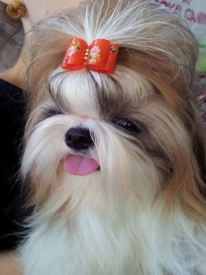Dog Photo