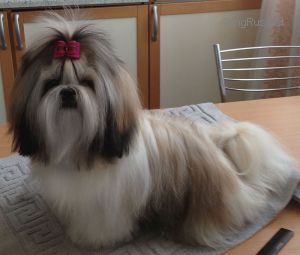 Dog Photo