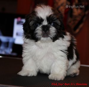 Dog Photo