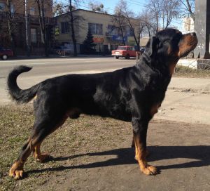 Dog Photo