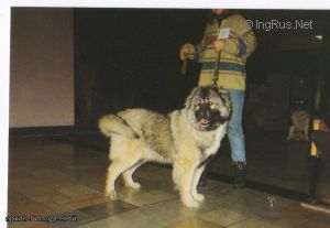 Dog Photo