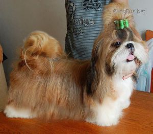 Dog Photo