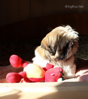 Dog Photo