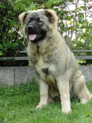 Dog Photo
