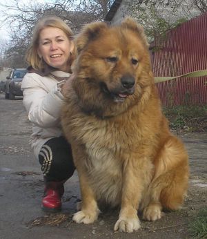Dog Photo