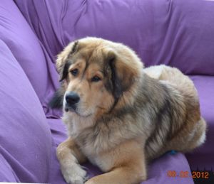 Dog Photo