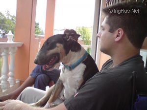 Dog Photo