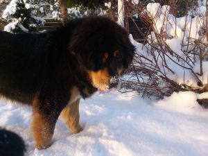 Dog Photo