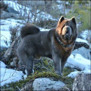 Dog Photo