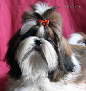 Dog Photo