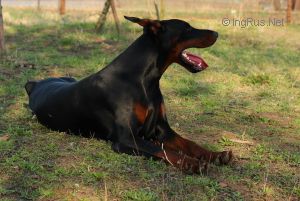 Dog Photo