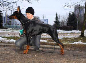 Dog Photo