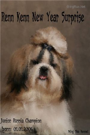 Dog Photo
