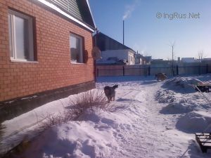 Dog Photo