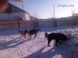 Dog Photo