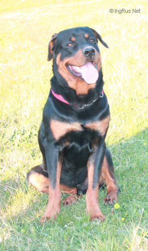 Dog Photo